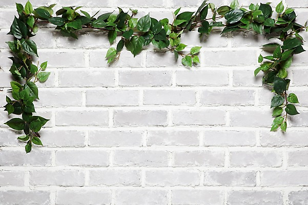 포토 JPG 벽 백그라운드 실내 사람없음 담쟁이덩굴 덩굴 아이비 국내포토 식물 내부 파일형식