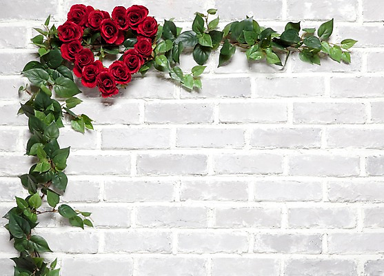 포토 JPG 식물 꽃 벽 백그라운드 실내 사람없음 빨간색 장미 하트 담쟁이덩굴 덩굴 아이비 국내포토 모양 컬러 내부 파일형식