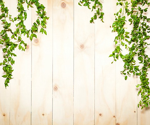 포토 JPG 나무 벽 백그라운드 실내 사람없음 목재 담쟁이덩굴 덩굴 아이비 국내포토 식물 재료 내부 파일형식