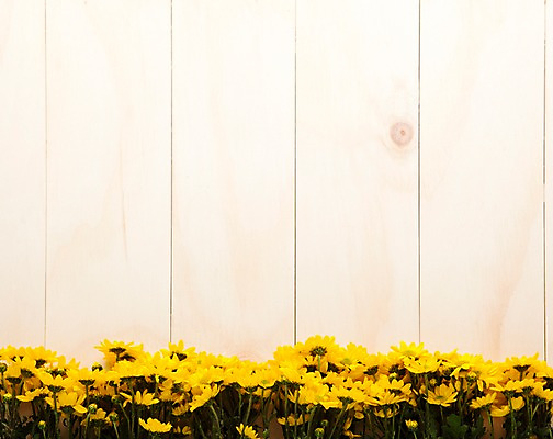 포토 JPG 나무 식물 꽃 벽 백그라운드 실내 사람없음 목재 노란색 소국 국내포토 컬러 재료 내부 파일형식