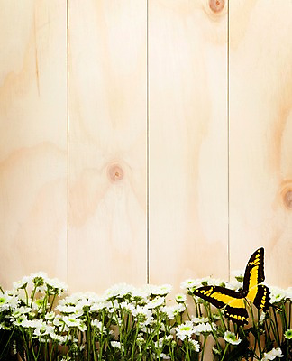 포토 JPG 나무 식물 꽃 벽 백그라운드 실내 사람없음 목재 소국 국내포토 재료 내부 파일형식