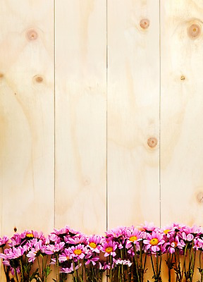 포토 JPG 나무 식물 꽃 벽 백그라운드 실내 사람없음 목재 소국 국내포토 재료 내부 파일형식