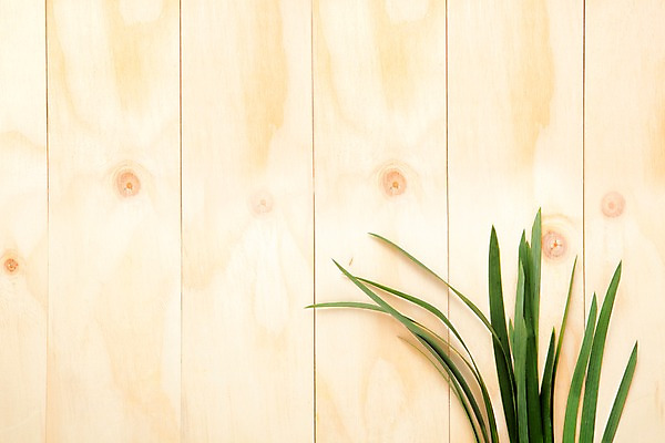 포토 JPG 나무 식물 벽 백그라운드 잎 나뭇잎 실내 사람없음 목재 풀 국내포토 재료 내부 파일형식