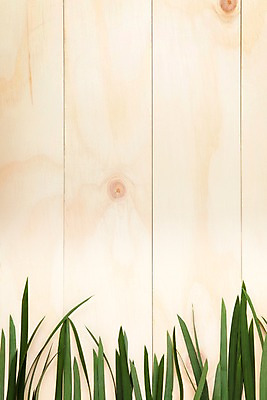 포토 JPG 나무 식물 벽 백그라운드 잎 나뭇잎 실내 사람없음 목재 풀 국내포토 재료 내부 파일형식