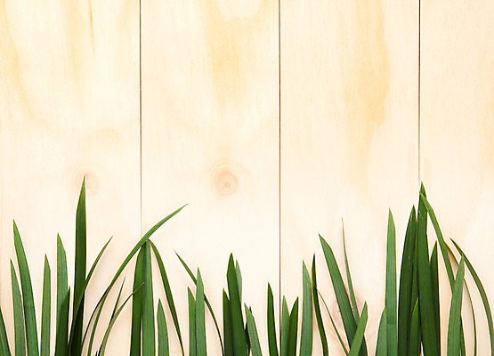 포토 JPG 나무 식물 벽 백그라운드 잎 나뭇잎 실내 사람없음 목재 풀 국내포토 재료 내부 파일형식