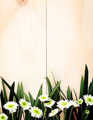 포토 JPG 나무 식물 꽃 벽 백그라운드 잎 나뭇잎 실내 사람없음 목재 소국 국내포토 재료 내부 파일형식