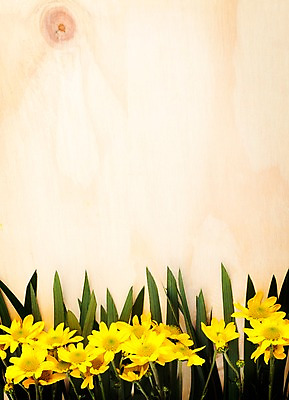 포토 JPG 나무 식물 꽃 벽 백그라운드 잎 나뭇잎 실내 사람없음 목재 노란색 소국 국내포토 컬러 재료 내부 파일형식