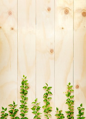 포토 JPG 나무 벽 백그라운드 실내 사람없음 목재 담쟁이덩굴 덩굴 아이비 국내포토 식물 재료 내부 파일형식