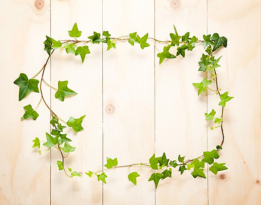 포토 JPG 나무 벽 백그라운드 실내 사람없음 목재 담쟁이덩굴 덩굴 아이비 국내포토 식물 재료 내부 파일형식