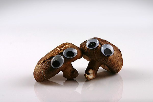 포토 JPG 스튜디오촬영 음식 컨셉 식재료 실내 의인화 사람없음 농작물 버섯 두개 식용버섯 표고버섯 국내포토 2 농업 내부 파일형식