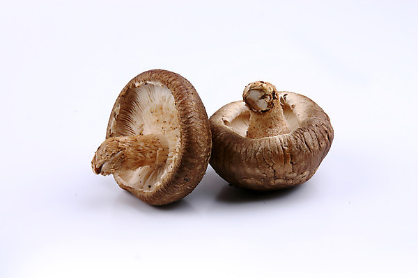 포토 JPG 스튜디오촬영 음식 식재료 실내 사람없음 농작물 버섯 두개 식용버섯 표고버섯 국내포토 2 농업 내부 파일형식