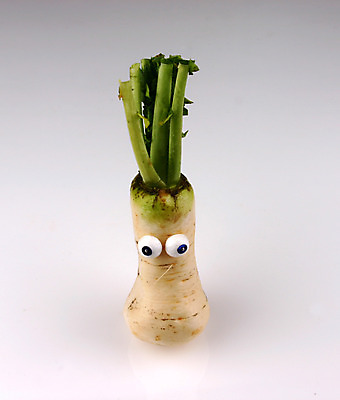 포토 JPG 스튜디오촬영 음식 컨셉 잎 채소 식재료 뿌리채소 실내 의인화 사람없음 초록색 농작물 한개 무 무청 국내포토 식물 1 컬러 농업 내부 파일형식