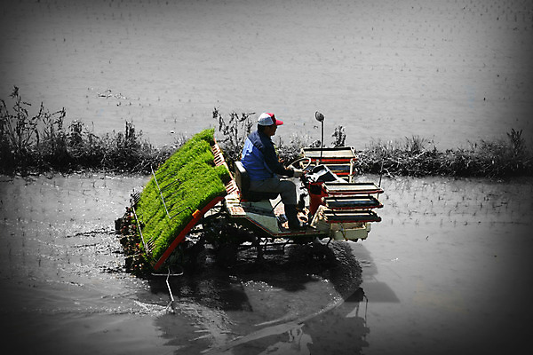 포토 JPG 주간 식물 남자 농업 한국 논 한명 사람 풍경 야외 물 농사 기계 농촌 시골 풀 농부 농기구 벼농사 비네팅 모내기 남자만 남자한명만 국내포토 자연요소 직업 1 산업 아시아 촬영기법 파일형식