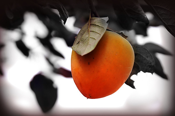 포토 JPG 주간 식물 계절 열매 음식 컬러 과일 나뭇잎 감 근접촬영 사람없음 야외 아웃포커스 주황색 가을 과일나무 감나무 국내포토 자연요소 나무 뷰포인트 잎 촬영기법 파일형식