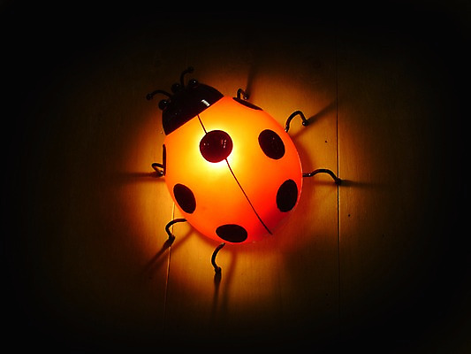 포토 JPG 곤충 조명 실내 사람없음 빛 인테리어 어둠 램프 벌레 오브젝트 무당벌레 국내포토 동물 디자인 내부 파일형식