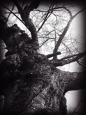 포토 JPG 주간 나무 식물 로우앵글 자연 한그루 풍경 사람없음 야외 나뭇가지 비네팅 국내포토 자연요소 1 뷰포인트 촬영기법 생태계 파일형식