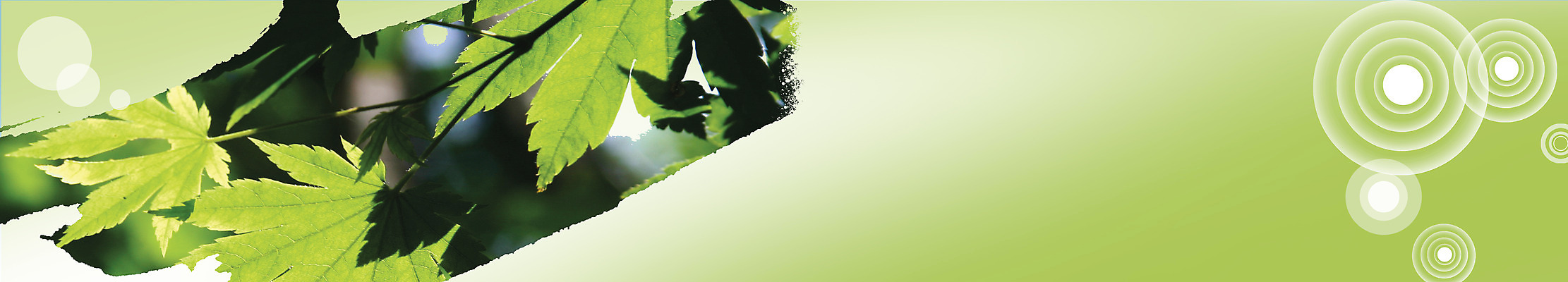 PSD 식물 템플릿 배너 배너템플릿 가로배너 잎 나뭇잎 사람없음 초록색 이미지템플릿 컬러 가로 파일형식