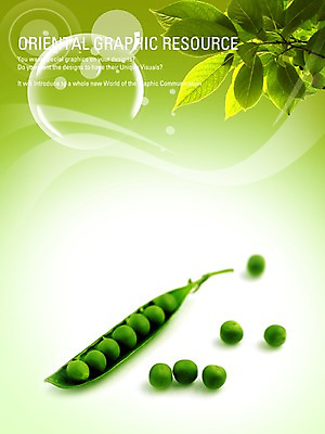 PSD 편집이미지 포스터 음식 잎 채소 나뭇잎 콩 실내 사람없음 식당 알림 디지털합성 전단 홍보물 완두콩 음식전단 이미지편집 식물 곡류 내부 상점 파일형식