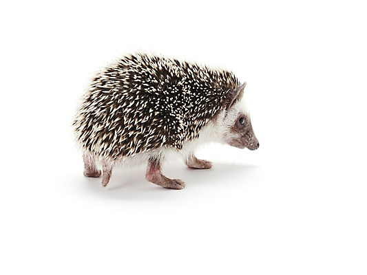 포토 JPG 스튜디오촬영 동물 한마리 포유류 실내 사람없음 귀여움 고슴도치 반려 국내포토 1 컨셉 내부 파일형식