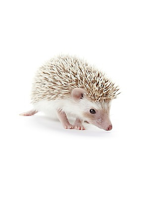 포토 JPG 스튜디오촬영 동물 한마리 포유류 실내 사람없음 귀여움 고슴도치 반려 국내포토 1 컨셉 내부 파일형식