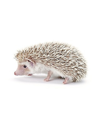 포토 JPG 스튜디오촬영 동물 한마리 포유류 실내 사람없음 귀여움 고슴도치 반려 국내포토 1 컨셉 내부 파일형식