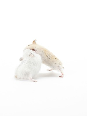 포토 JPG 스튜디오촬영 동물 한마리 포유류 실내 사람없음 반려동물 귀여움 경쟁 싸움 햄스터 반려 국내포토 1 컨셉 모션 내부 설치류 파일형식