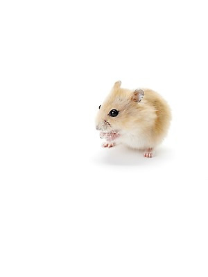 포토 JPG 스튜디오촬영 동물 한마리 포유류 실내 사람없음 반려동물 귀여움 햄스터 반려 국내포토 1 컨셉 내부 설치류 파일형식