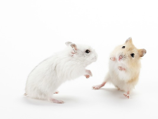 포토 JPG 스튜디오촬영 동물 한마리 두마리 포유류 실내 사람없음 반려동물 귀여움 경쟁 싸움 햄스터 반려 국내포토 1 컨셉 2 모션 내부 설치류 파일형식