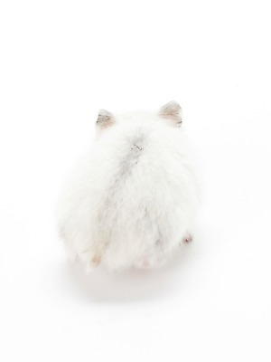 포토 JPG 스튜디오촬영 동물 한마리 포유류 실내 사람없음 반려동물 귀여움 햄스터 반려 국내포토 1 컨셉 내부 설치류 파일형식