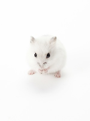 포토 JPG 스튜디오촬영 동물 한마리 포유류 실내 사람없음 반려동물 귀여움 햄스터 반려 국내포토 1 컨셉 내부 설치류 파일형식