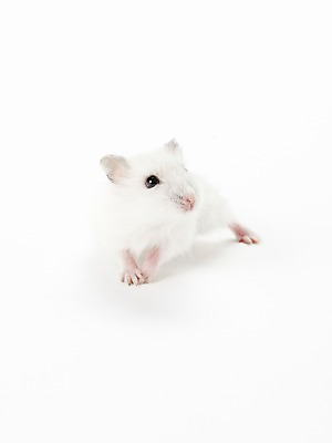 포토 JPG 스튜디오촬영 동물 한마리 포유류 실내 사람없음 반려동물 귀여움 햄스터 반려 국내포토 1 컨셉 내부 설치류 파일형식