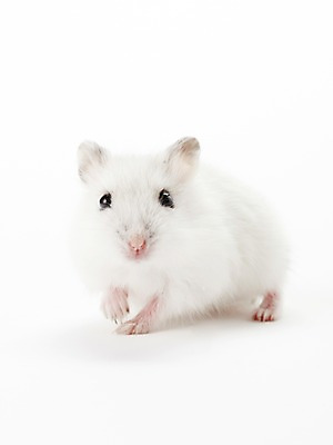 포토 JPG 스튜디오촬영 동물 한마리 포유류 실내 사람없음 반려동물 귀여움 햄스터 반려 국내포토 1 컨셉 내부 설치류 파일형식