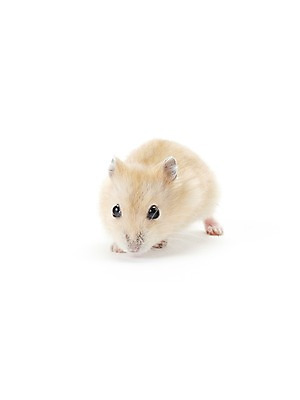 포토 JPG 스튜디오촬영 동물 한마리 포유류 실내 사람없음 반려동물 귀여움 햄스터 반려 국내포토 1 컨셉 내부 설치류 파일형식