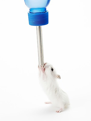 포토 JPG 스튜디오촬영 동물 한마리 포유류 실내 사람없음 반려동물 귀여움 물병 햄스터 반려 국내포토 반려용품 1 컨셉 내부 설치류 물통 오브젝트 파일형식