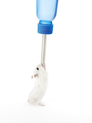 포토 JPG 스튜디오촬영 동물 한마리 포유류 실내 사람없음 반려동물 귀여움 물병 햄스터 반려 국내포토 반려용품 1 컨셉 내부 설치류 물통 오브젝트 파일형식