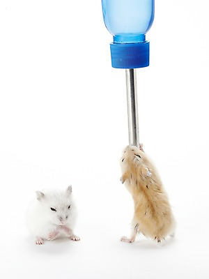 포토 JPG 스튜디오촬영 동물 두마리 포유류 실내 사람없음 반려동물 귀여움 물병 햄스터 반려 국내포토 반려용품 컨셉 2 내부 설치류 물통 오브젝트 파일형식