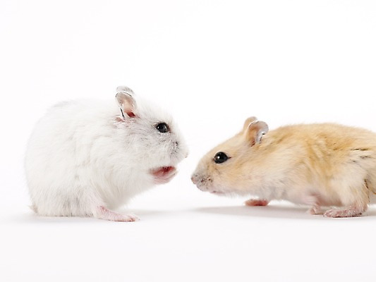 포토 JPG 스튜디오촬영 동물 한마리 두마리 포유류 실내 사람없음 반려동물 귀여움 경쟁 싸움 햄스터 반려 국내포토 1 컨셉 2 모션 내부 설치류 파일형식