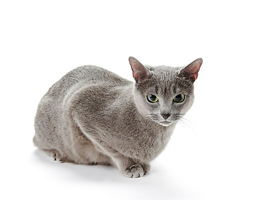 포토 JPG 스튜디오촬영 동물 한마리 포유류 실내 사람없음 반려동물 눕기 귀여움 고양이 러시안블루 반려 국내포토 1 컨셉 모션 내부 파일형식