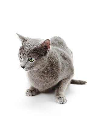 포토 JPG 스튜디오촬영 동물 한마리 포유류 실내 사람없음 반려동물 눕기 귀여움 고양이 러시안블루 반려 국내포토 1 컨셉 모션 내부 파일형식