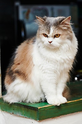 포토 JPG 동물 한마리 포유류 실내 앉기 사람없음 반려동물 귀여움 고양이 동물라이프 반려 애견카페 페르시안친칠라 국내포토 1 라이프스타일 컨셉 모션 내부 카페 페르시안 파일형식