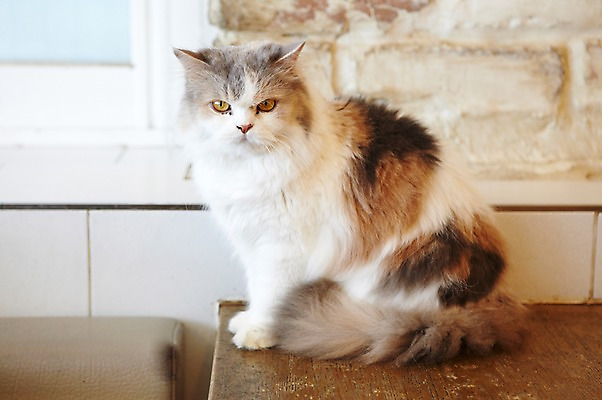 포토 JPG 동물 한마리 포유류 탁자 실내 앉기 사람없음 반려동물 귀여움 고양이 동물라이프 반려 애견카페 페르시안친칠라 국내포토 1 라이프스타일 가구 컨셉 모션 내부 카페 페르시안 파일형식