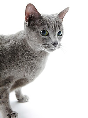 포토 JPG 스튜디오촬영 동물 한마리 포유류 실내 사람없음 반려동물 귀여움 고양이 러시안블루 반려 국내포토 1 컨셉 내부 파일형식