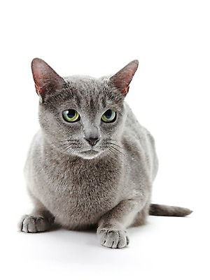 포토 JPG 스튜디오촬영 동물 한마리 포유류 실내 사람없음 반려동물 눕기 귀여움 고양이 러시안블루 반려 국내포토 1 컨셉 모션 내부 파일형식