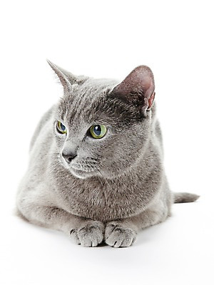 포토 JPG 스튜디오촬영 동물 한마리 포유류 실내 사람없음 반려동물 눕기 귀여움 고양이 러시안블루 반려 국내포토 1 컨셉 모션 내부 파일형식