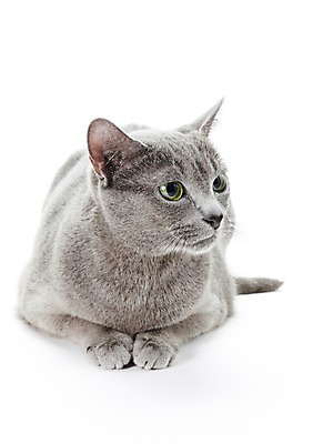 포토 JPG 스튜디오촬영 동물 한마리 포유류 실내 사람없음 반려동물 눕기 귀여움 고양이 러시안블루 반려 국내포토 1 컨셉 모션 내부 파일형식