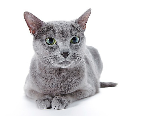 포토 JPG 스튜디오촬영 동물 한마리 포유류 실내 사람없음 반려동물 눕기 귀여움 고양이 러시안블루 반려 국내포토 1 컨셉 모션 내부 파일형식