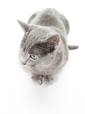 포토 JPG 스튜디오촬영 동물 한마리 포유류 실내 사람없음 반려동물 눕기 귀여움 고양이 러시안블루 반려 국내포토 1 컨셉 모션 내부 파일형식