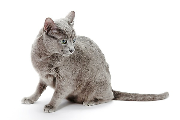 포토 JPG 스튜디오촬영 동물 한마리 포유류 실내 앉기 사람없음 반려동물 귀여움 고양이 러시안블루 반려 국내포토 1 컨셉 모션 내부 파일형식