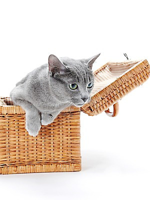 포토 JPG 스튜디오촬영 동물 한마리 포유류 실내 앉기 사람없음 반려동물 소풍 바구니 귀여움 고양이 러시안블루 반려 국내포토 1 컨셉 모션 내부 야외활동 파일형식