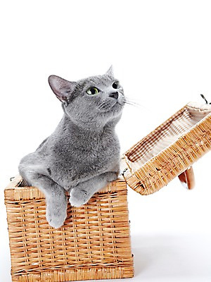 포토 JPG 스튜디오촬영 동물 한마리 포유류 실내 앉기 사람없음 반려동물 소풍 바구니 귀여움 고양이 러시안블루 반려 국내포토 1 컨셉 모션 내부 야외활동 파일형식